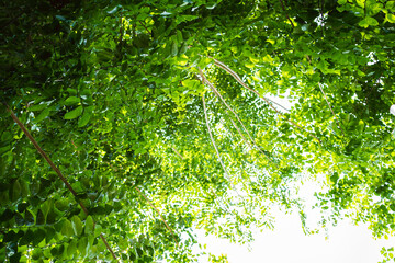 Fototapeta premium spring Green leaf on top of frame for backdrop. Green backdrop of leaves Helps to refresh and helps reduce global warming.