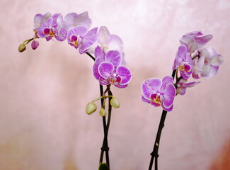 pink orchid flower