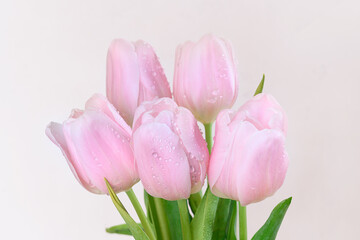 A bouquet of pink tulips on a light background. Congratulations on women's or mother's day.