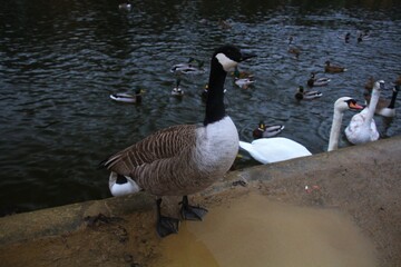 country goose swimming in lake