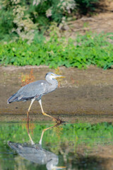 Grey heron or Ardea cinerea on hunting in the lake