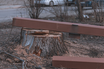 The tree was cut to the root for the construction site. Root pruning