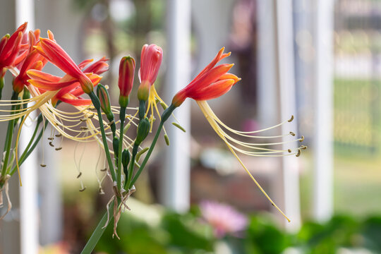 Close up Eucrosia bicolor flower in a garden.(Queen lily, Phaedranassa,Eucrosia)Beautiful orange flower.