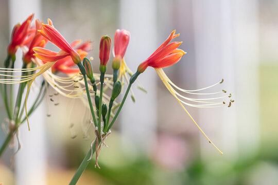 Close up Eucrosia bicolor flower in a garden.(Queen lily, Phaedranassa,Eucrosia)Beautiful orange flower.