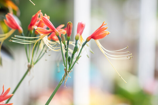 Close up Eucrosia bicolor flower in a garden.(Queen lily, Phaedranassa,Eucrosia)Beautiful orange flower.