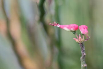 Close up Euphorbia tithymaloides plant in a garden.Common know as Slipper plant, Candelilla,Tall...