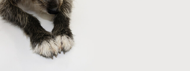 Banner close-up black and white dog paws. Pet care concept.