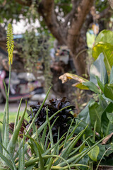 Close up Aloe vera flower in a garden.