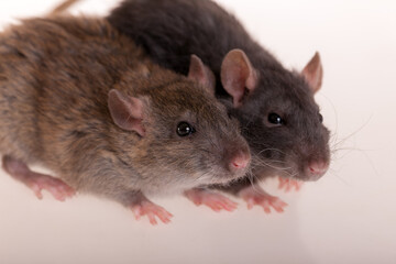 Portrait of two domestic rats