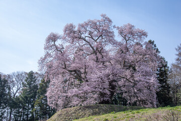 Naklejka premium Cerejeiras de Fukushima.