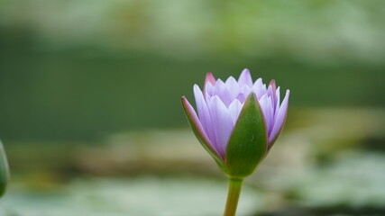 The beautiful flowers blooming in the garden with the warm sunlight