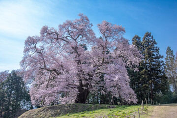 Cerejeiras de Fukushima.