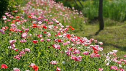 The beautiful flowers blooming in the garden with the warm sunlight
