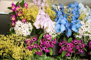 日本の植物園の美しい蘭の花