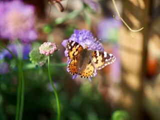 Butterfly in a Summer Garden