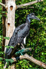 Abyssinian northern Ground Hornbill, Bucorvus abyssinicus strange bird