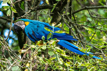 The Blue-and-yellow Macaw, Ara ararauna is a large South American parrot