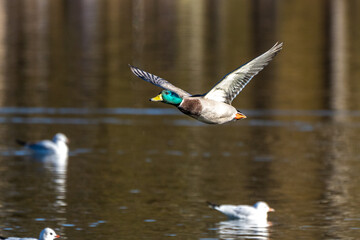 Wild duck or mallard, Anas platyrhynchos flying over a lake