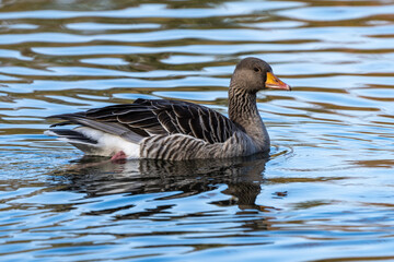 Obraz premium The greylag goose, Anser anser is a species of large goose