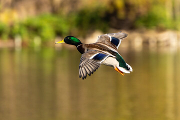 Wild duck or mallard, Anas platyrhynchos flying over a lake