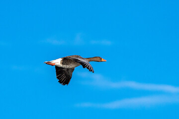 The flying greylag goose, Anser anser is a species of large goose