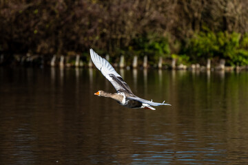 The flying greylag goose, Anser anser is a species of large goose