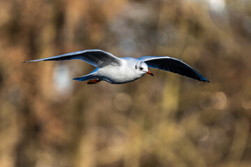 The European Herring Gull, Larus argentatus is a large gull