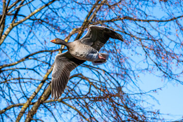 The flying greylag goose, Anser anser is a species of large goose
