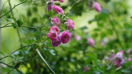 The beautiful flowers blooming in the garden with the warm sunlight