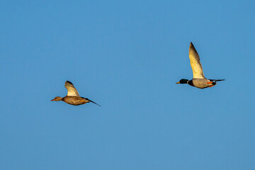 Wild duck or mallard, Anas platyrhynchos flying over a lake