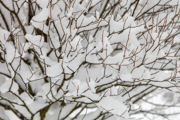 snow on the branches