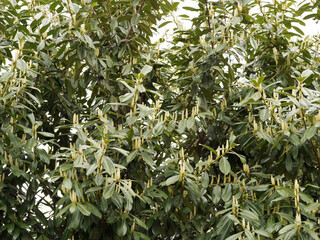 (Prunus laurocerasus) Cherry laurel or common laurel with dark green leaves , leathery and shiny  and flower buds in erect on branches between late winter and early spring