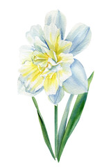 Watercolor flower daffodil on isolated white background, botanical painting