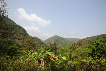 Jungle in South India, green plants and trees