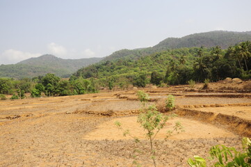 Jungle in South India, green plants and trees