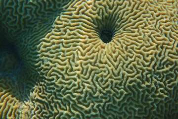 detail of coral animal