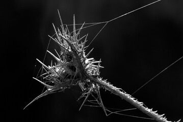 dry Thistle  black&white web