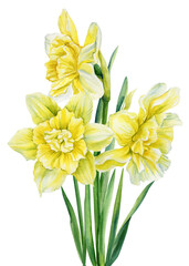 Naklejka na ściany i meble Spring bouquet. Watercolor flowers daffodils on isolated on white background, botanical painting 