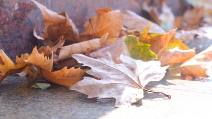 Colorful seasonal autumn maple leaves, a bright carpet of fallen leaves fly from the wind