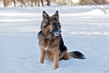 german shepherd dog in snow