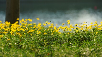 The beautiful flowers blooming in the garden with the warm sunlight