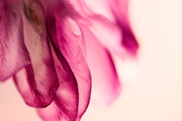 Tulpenblätter verwelkt pink/rosa