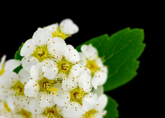 Spiraea chamaedryfolia blossoms