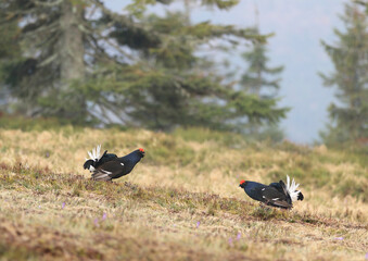 Beautiful black grouse on mountain meadow in mating season ( Tetrao tetrix )