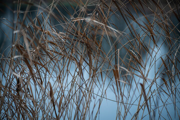Close up of reeds near a lake. Natural background, beautiful  pattern. Selective focus.