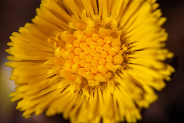 Coltsfoot flower in the forest, macro	