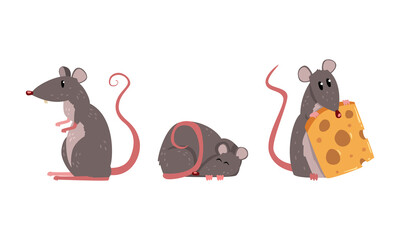 Funny Rat as Long-tailed Rodent Sleeping and Holding Cheese Slab Vector Set