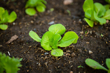 Sprout of growing vegetables plants garden at backyard for safety non insecticide organic food.