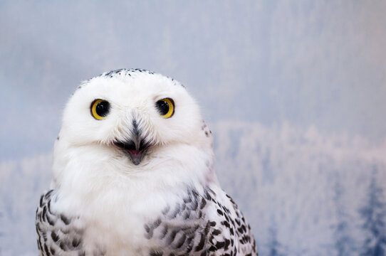 Close-up Portrait Of Owl