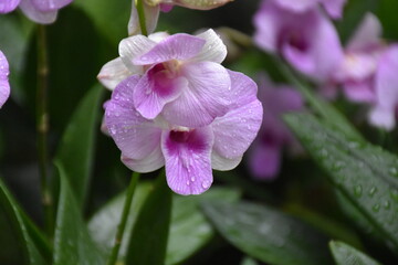 purple orchid flower